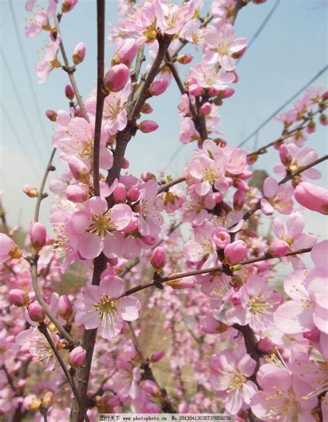 桃花樹結果|桃花(薔薇科桃屬植物的花朵):形態特徵,生長習性,物種分布,常見種。